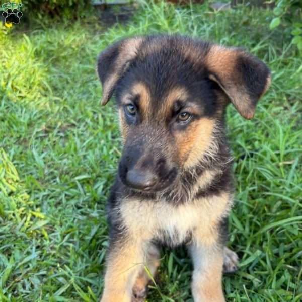 Sawyer, German Shepherd Puppy